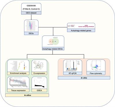 Autophagy and senescence of rat retinal precursor cells under high glucose